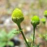 Fotografia 8 da espécie Matricaria discoidea do Jardim Botânico UTAD