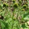 Fotografia 9 da espécie Matricaria discoidea do Jardim Botânico UTAD