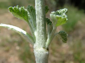 Fotografia da espécie Marrubium vulgare