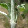 Fotografia 12 da espécie Marrubium vulgare do Jardim Botânico UTAD