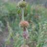 Fotografia 12 da espécie Marrubium vulgare do Jardim Botânico UTAD