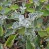 Fotografia 13 da espécie Marrubium vulgare do Jardim Botânico UTAD