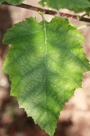 Fotografia da espécie Karpatiosorbus latifolia