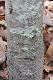 Fotografia da espécie Sorbus latifolia