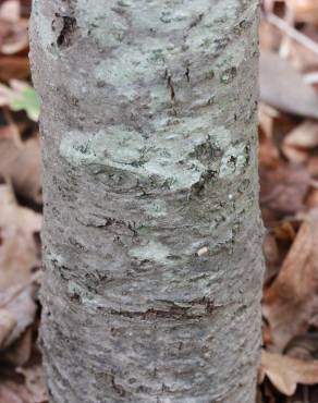 Fotografia 3 da espécie Sorbus latifolia no Jardim Botânico UTAD