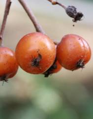 Sorbus latifolia