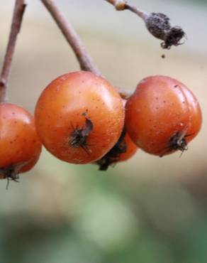 Fotografia 1 da espécie Sorbus latifolia no Jardim Botânico UTAD