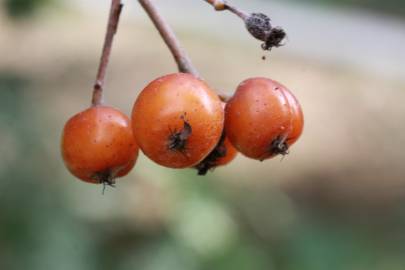 Fotografia da espécie Sorbus latifolia