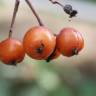 Fotografia 1 da espécie Karpatiosorbus latifolia do Jardim Botânico UTAD