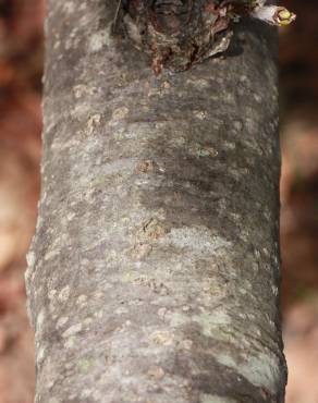 Fotografia 4 da espécie Karpatiosorbus latifolia no Jardim Botânico UTAD