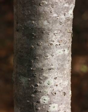 Fotografia 5 da espécie Sorbus latifolia no Jardim Botânico UTAD