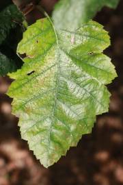 Fotografia da espécie Sorbus latifolia