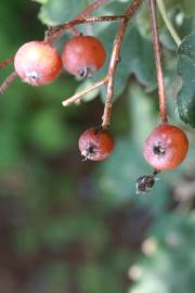 Fotografia da espécie Sorbus latifolia