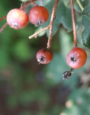 Fotografia 8 da espécie Karpatiosorbus latifolia no Jardim Botânico UTAD