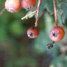 Fotografia 8 da espécie Sorbus latifolia do Jardim Botânico UTAD