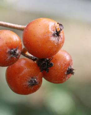 Fotografia 9 da espécie Karpatiosorbus latifolia no Jardim Botânico UTAD