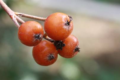 Fotografia da espécie Karpatiosorbus latifolia