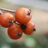 Fotografia 9 da espécie Sorbus latifolia do Jardim Botânico UTAD