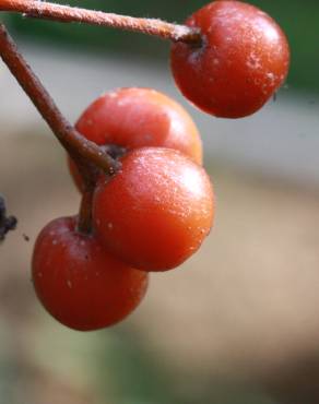 Fotografia 10 da espécie Sorbus latifolia no Jardim Botânico UTAD