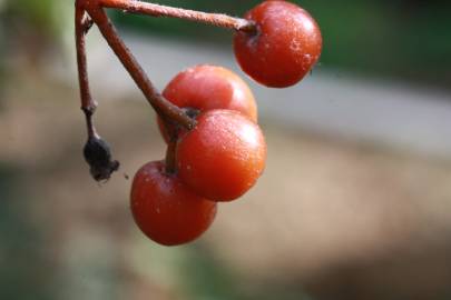 Fotografia da espécie Sorbus latifolia