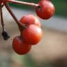 Fotografia 10 da espécie Karpatiosorbus latifolia do Jardim Botânico UTAD