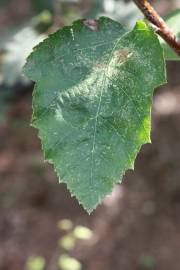 Fotografia da espécie Karpatiosorbus latifolia