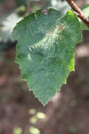 Fotografia da espécie Sorbus latifolia