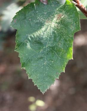 Fotografia 11 da espécie Sorbus latifolia no Jardim Botânico UTAD