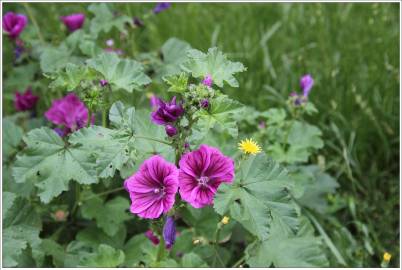 Fotografia da espécie Malva sylvestris