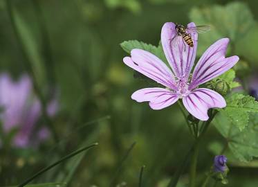 Fotografia da espécie Malva sylvestris