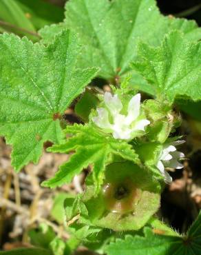 Fotografia 13 da espécie Malva parviflora no Jardim Botânico UTAD