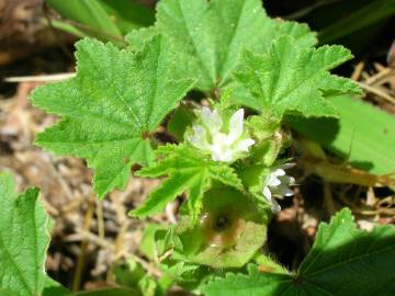 Fotografia da espécie Malva parviflora