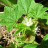 Fotografia 13 da espécie Malva parviflora do Jardim Botânico UTAD