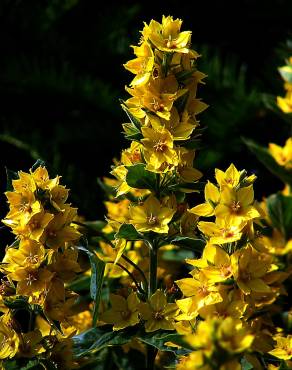 Fotografia 10 da espécie Lysimachia vulgaris no Jardim Botânico UTAD