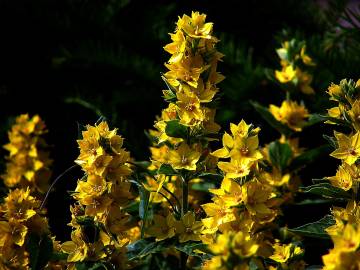 Fotografia da espécie Lysimachia vulgaris