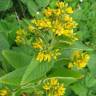 Fotografia 11 da espécie Lysimachia vulgaris do Jardim Botânico UTAD