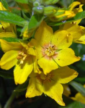 Fotografia 13 da espécie Lysimachia vulgaris no Jardim Botânico UTAD