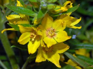 Fotografia da espécie Lysimachia vulgaris