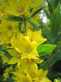 Fotografia da espécie Lysimachia vulgaris