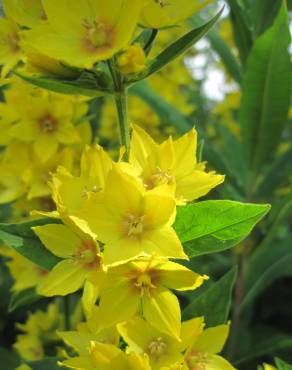 Fotografia 14 da espécie Lysimachia vulgaris no Jardim Botânico UTAD