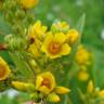 Fotografia 15 da espécie Lysimachia vulgaris do Jardim Botânico UTAD