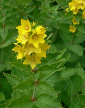 Fotografia 16 da espécie Lysimachia vulgaris no Jardim Botânico UTAD