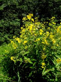 Fotografia da espécie Lysimachia vulgaris