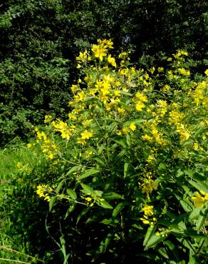 Fotografia 17 da espécie Lysimachia vulgaris no Jardim Botânico UTAD