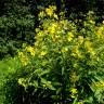 Fotografia 17 da espécie Lysimachia vulgaris do Jardim Botânico UTAD