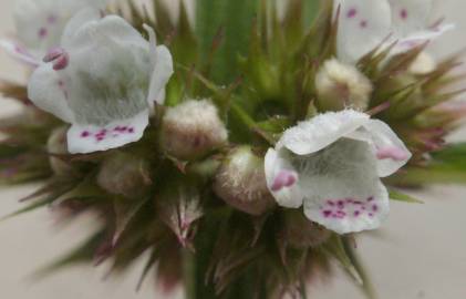 Fotografia da espécie Lycopus europaeus