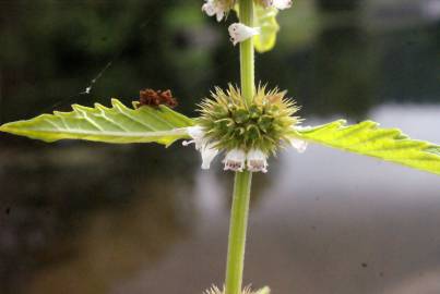 Fotografia da espécie Lycopus europaeus