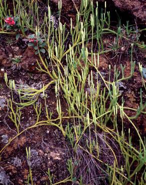 Fotografia 8 da espécie Lycopodium clavatum no Jardim Botânico UTAD