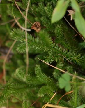 Fotografia 10 da espécie Lycopodium clavatum no Jardim Botânico UTAD