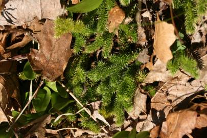 Fotografia da espécie Lycopodium clavatum